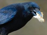 Carrion crow - Steve Waterhouse